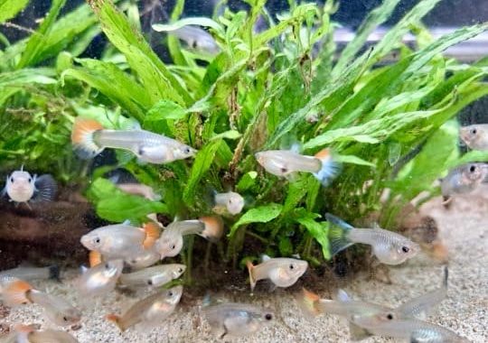 6 female guppies for £15